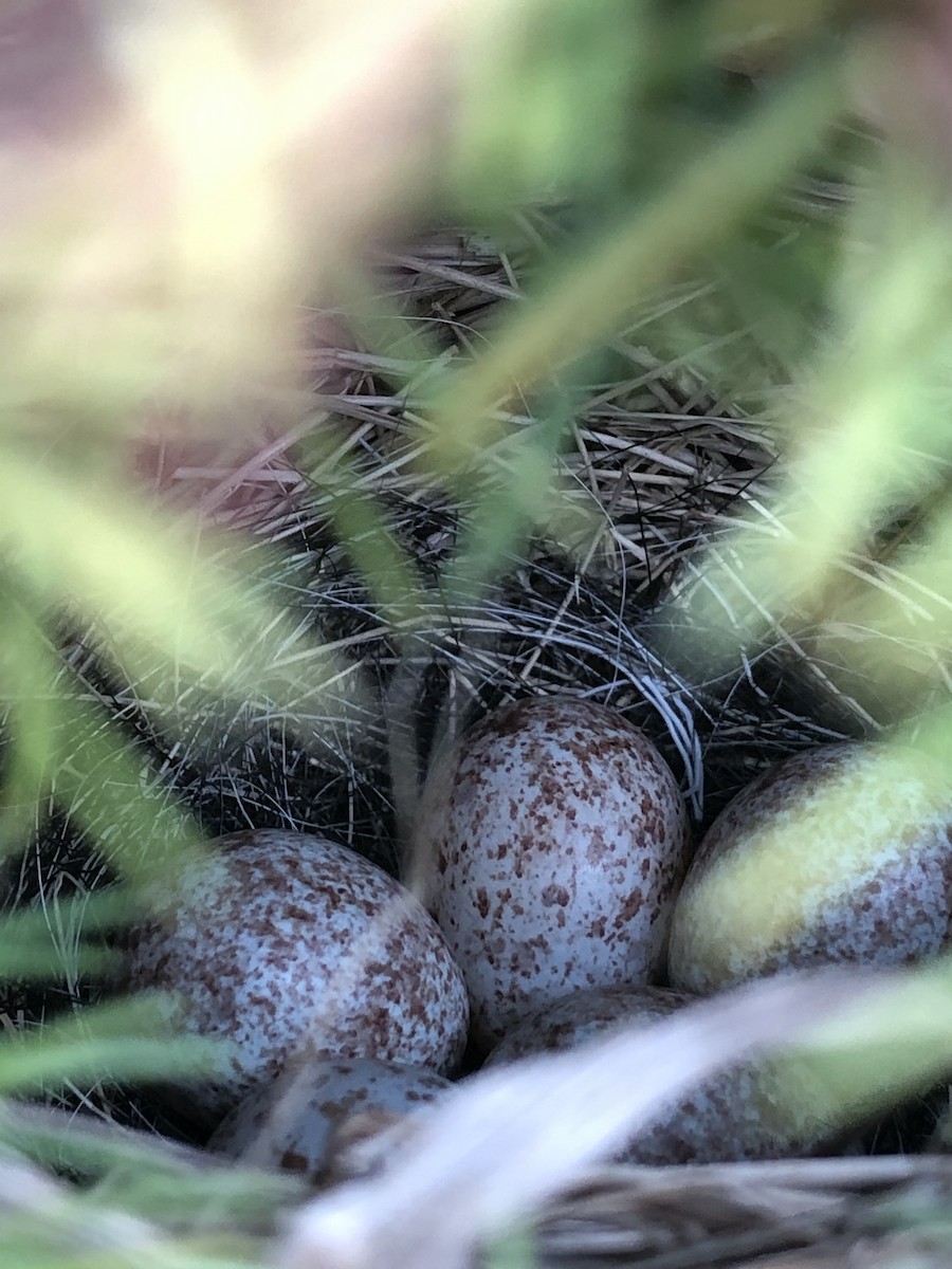 Song Sparrow (melodia/atlantica) - ML233339451