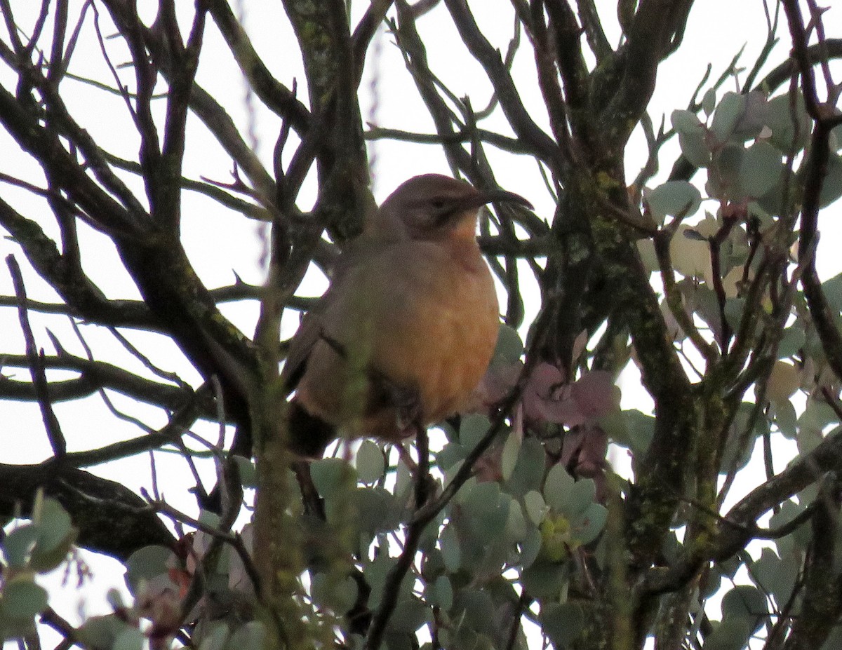 California Thrasher - ML23333981