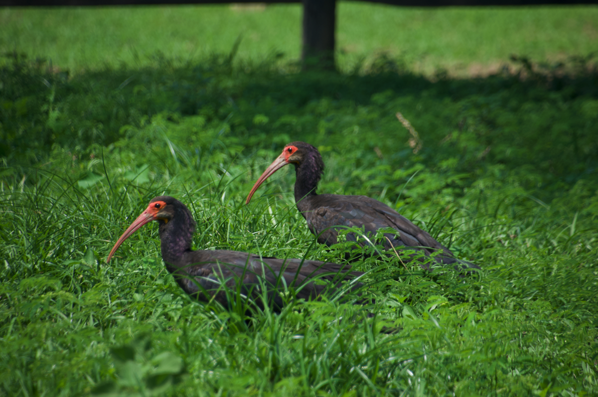 Sharp-tailed Ibis - ML233339921