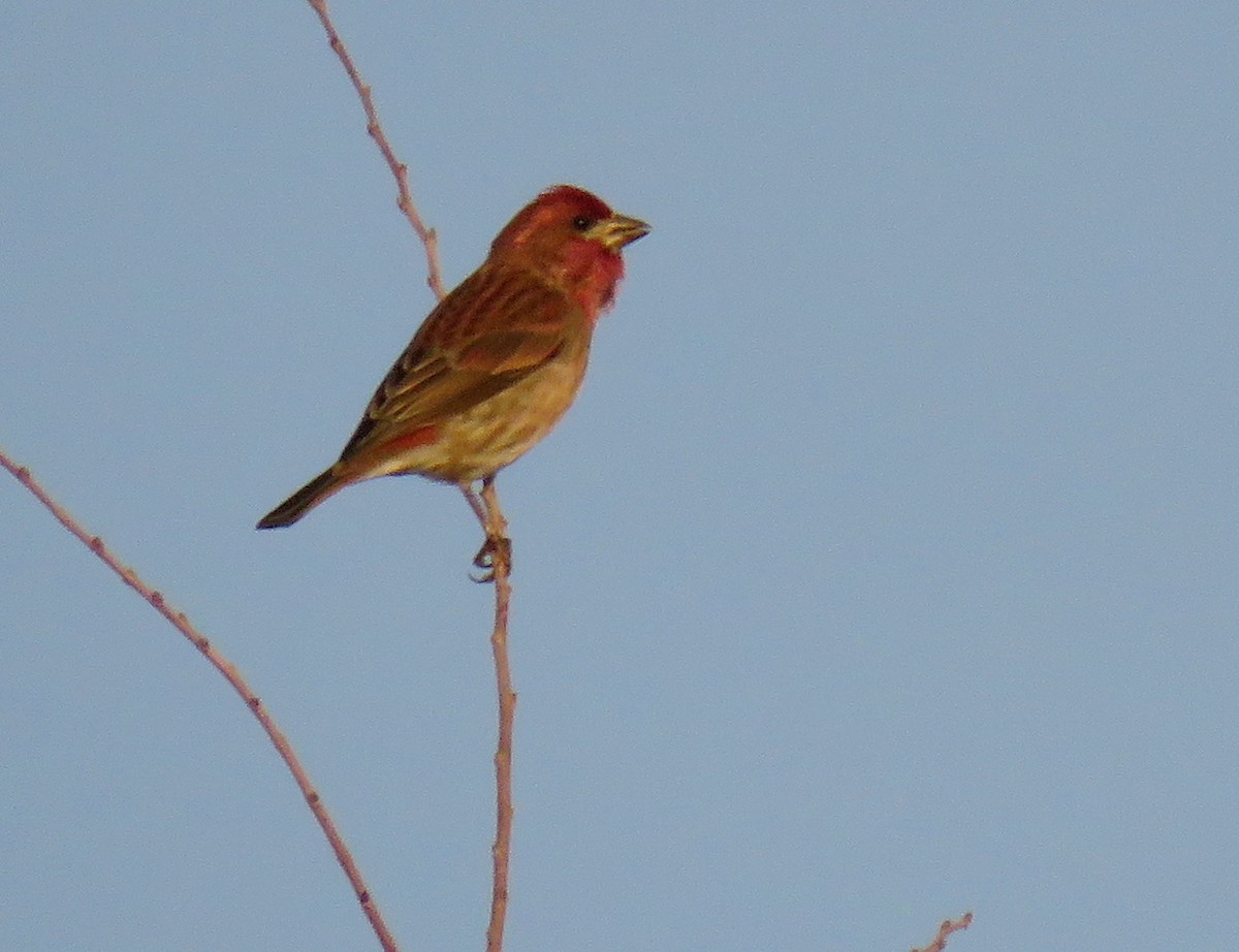 Purple Finch (Western) - ML23334001