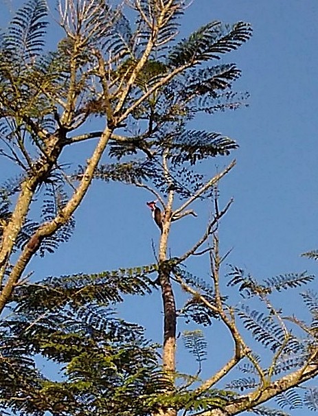 Crimson-crested Woodpecker - ML233340121