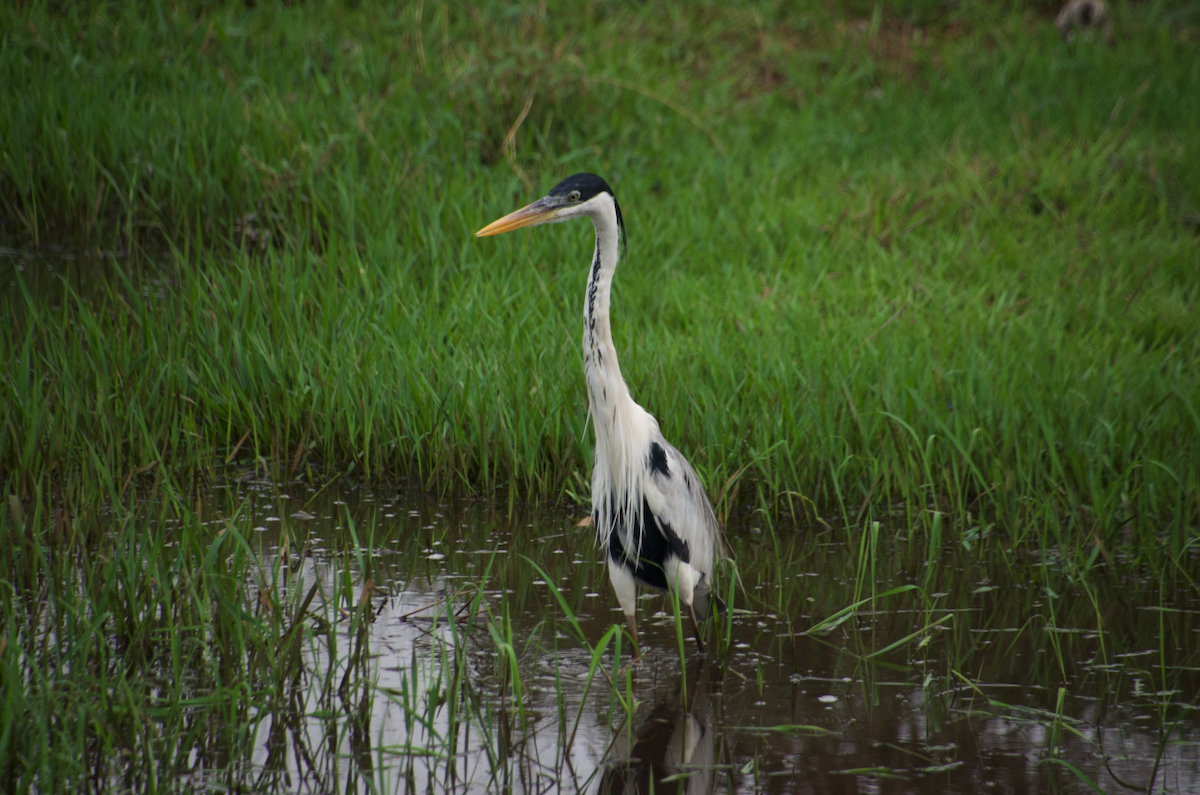 Cocoi Heron - Maria Sofia  Trujillo Amezquita