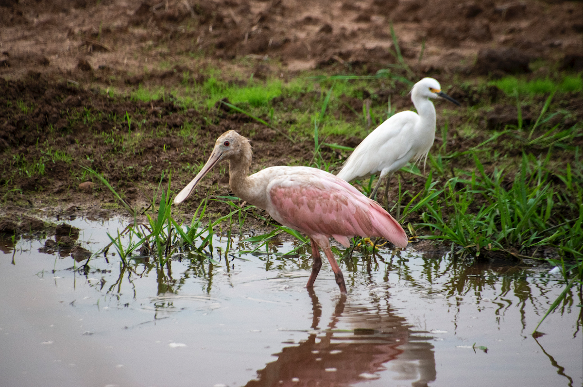 Roseate Spoonbill - Maria Sofia  Trujillo Amezquita