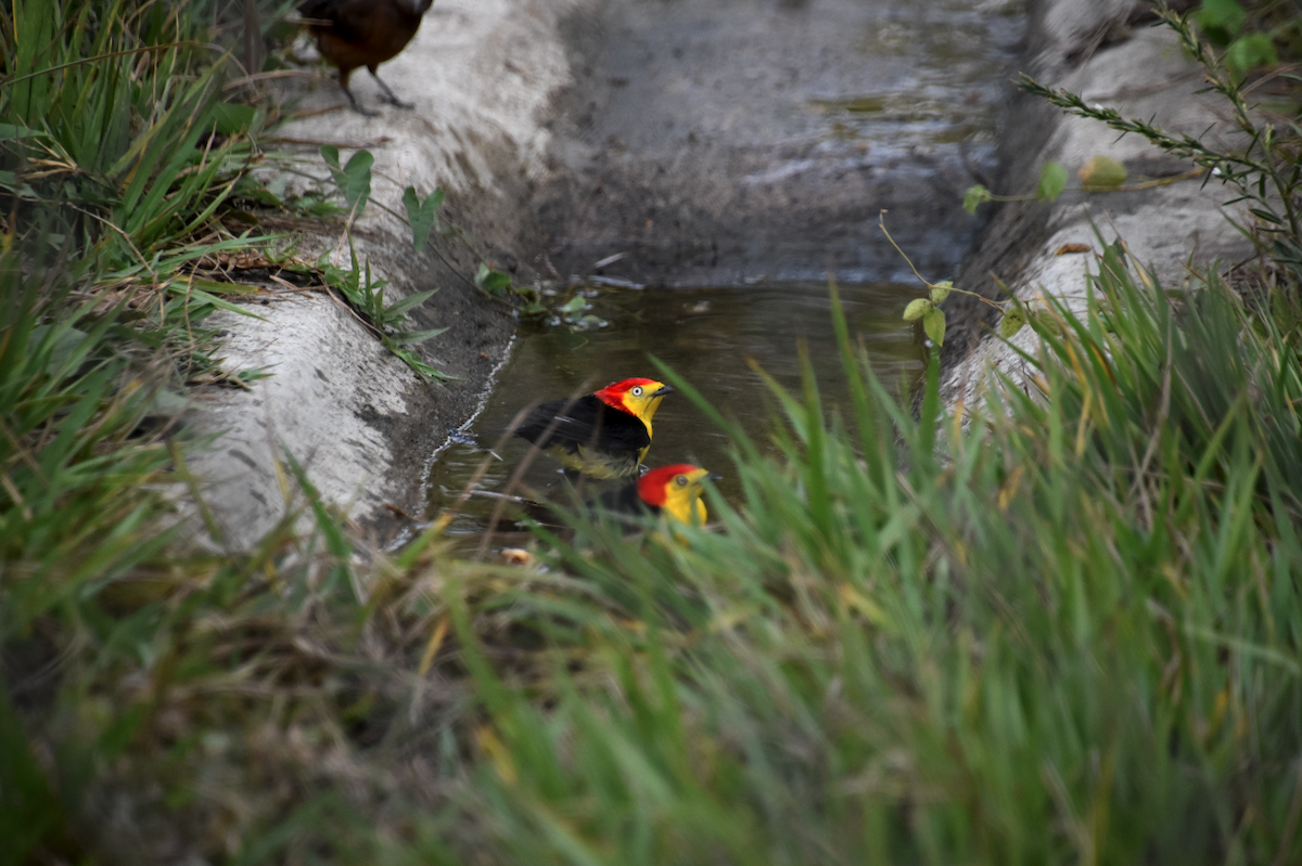 Wire-tailed Manakin - ML233340361