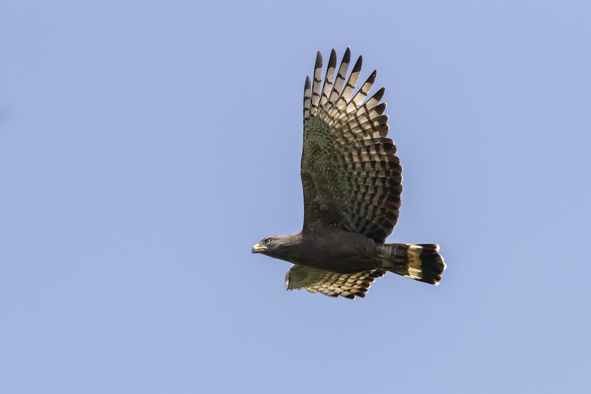 Banded Snake-Eagle - ML233340441