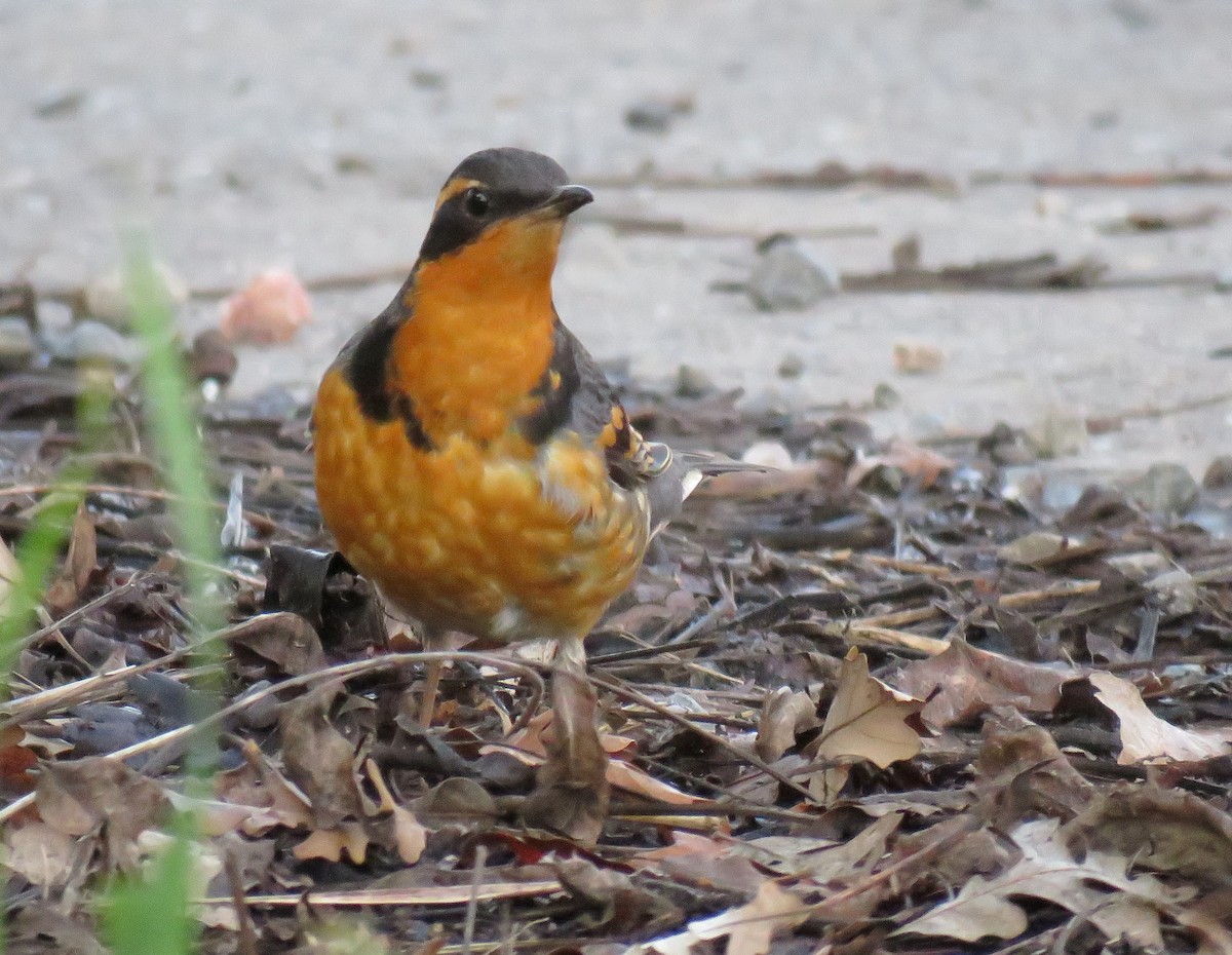 Varied Thrush - ML23334101