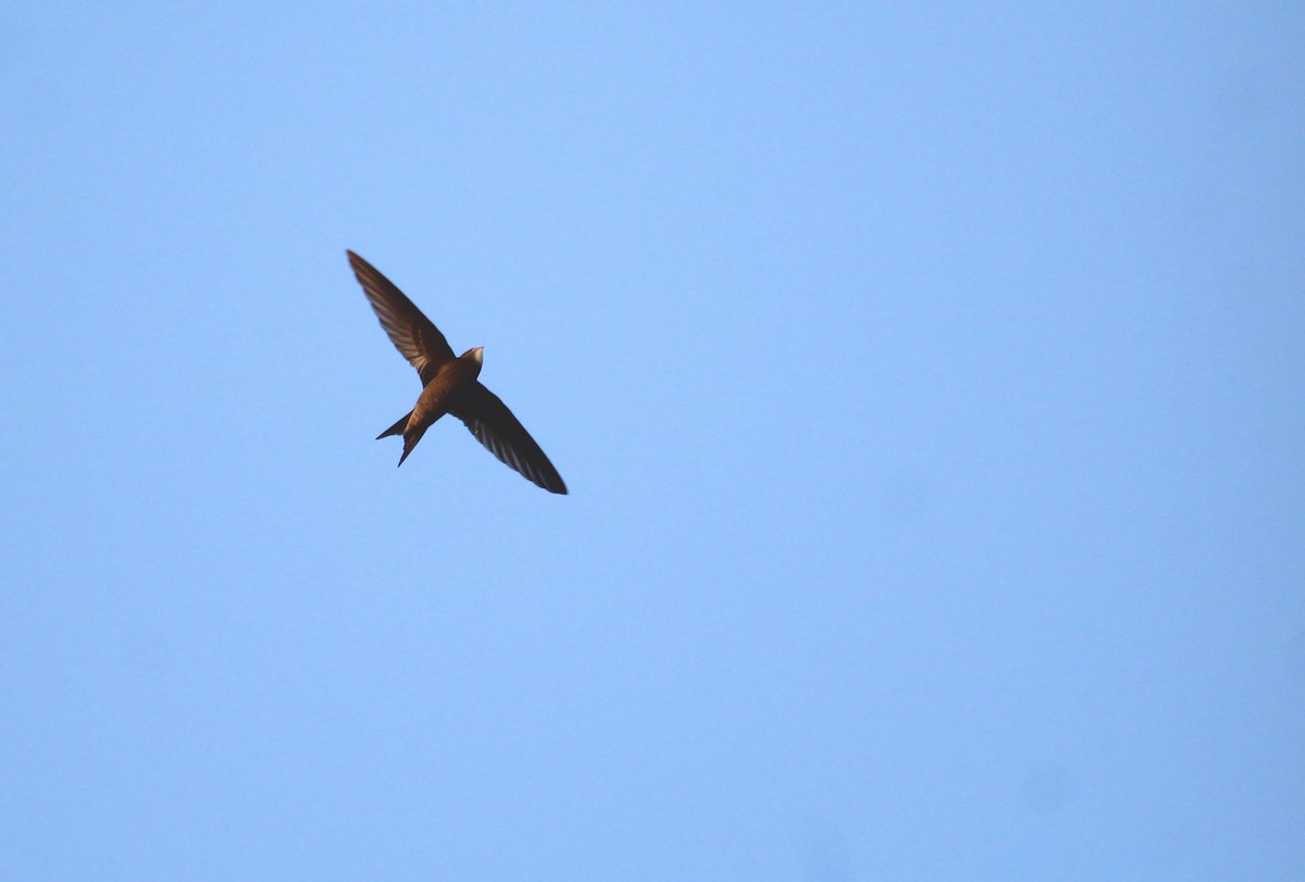 Common Swift - ML233341301