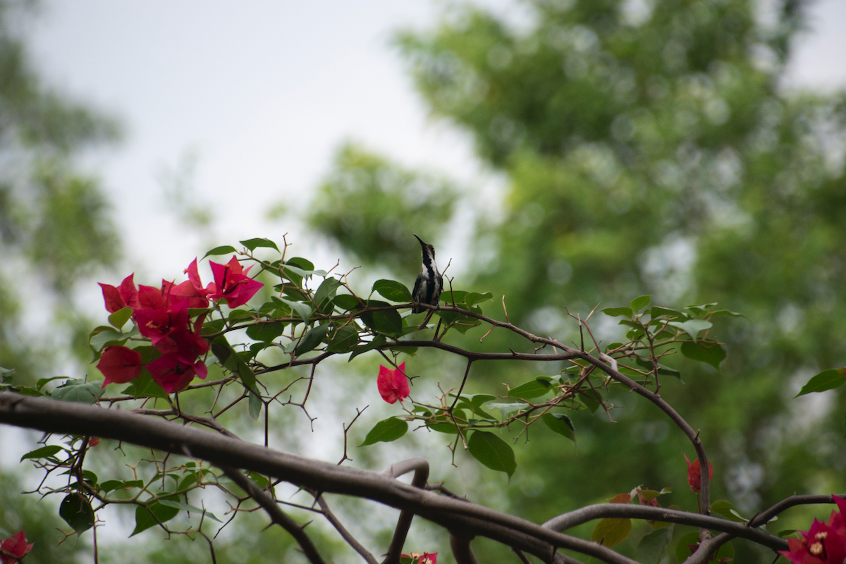 Black-throated Mango - ML233341671