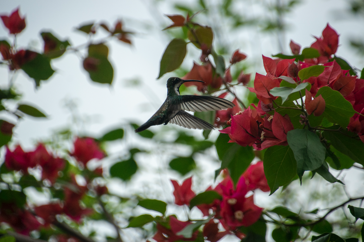 Black-throated Mango - ML233341701