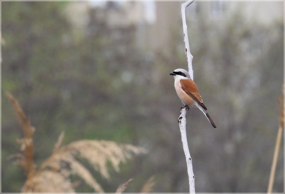 Red-backed Shrike - ML233343561