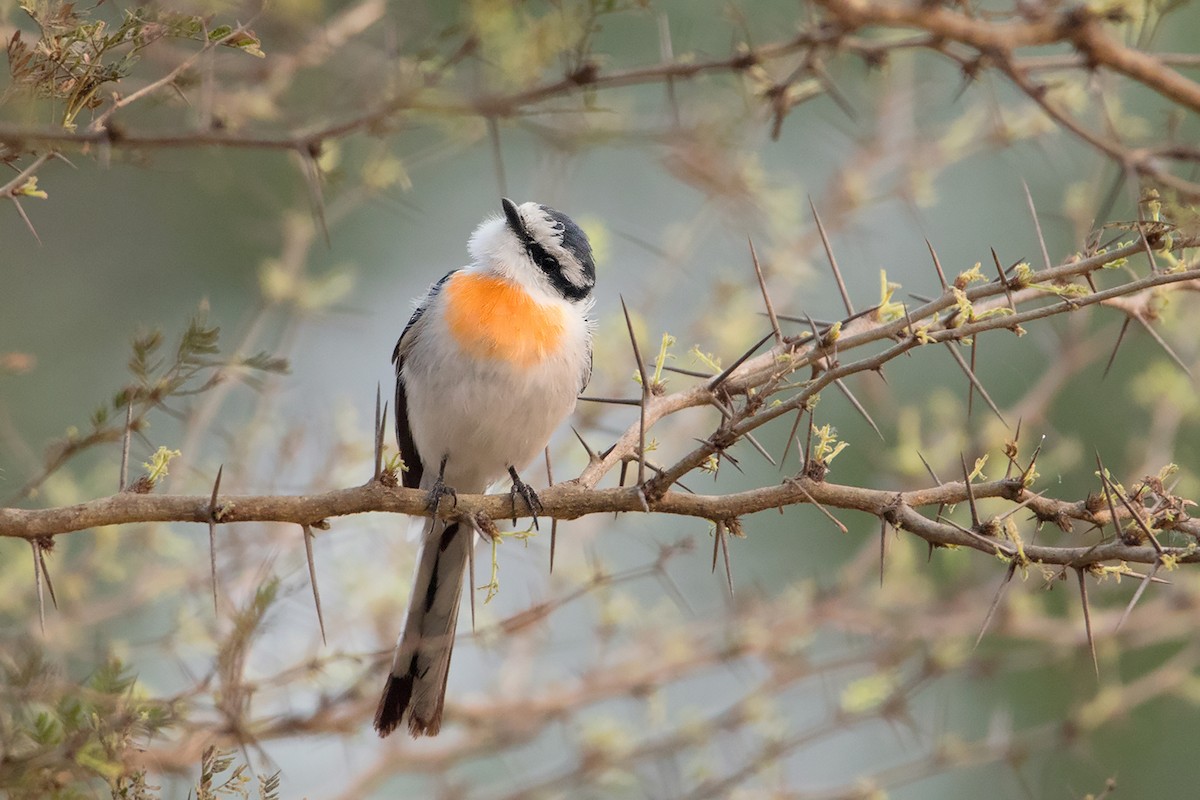 Minivet birman - ML233344881