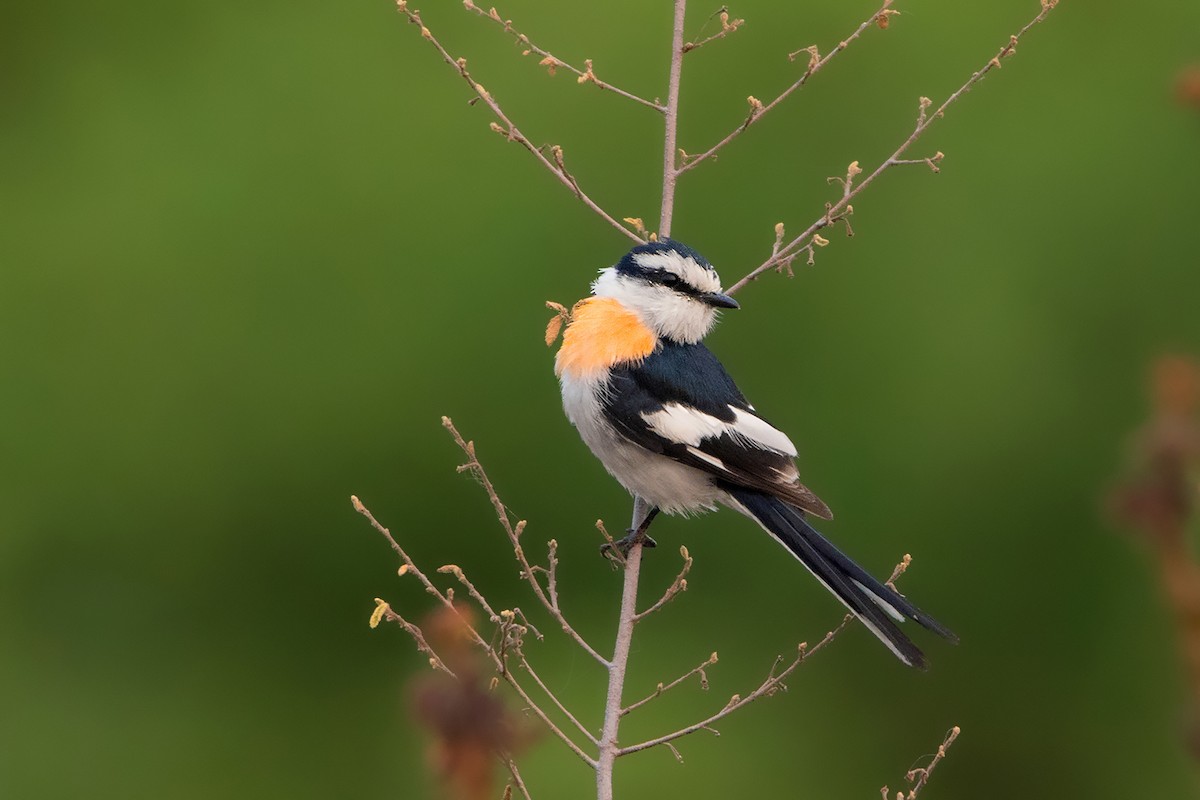 Minivet de Jerdon - ML233344891