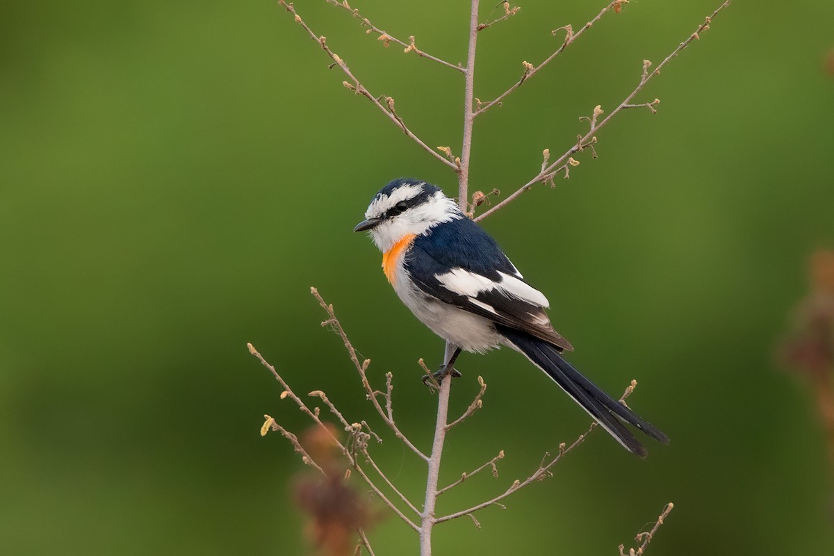 Jerdon's Minivet - ML233344901