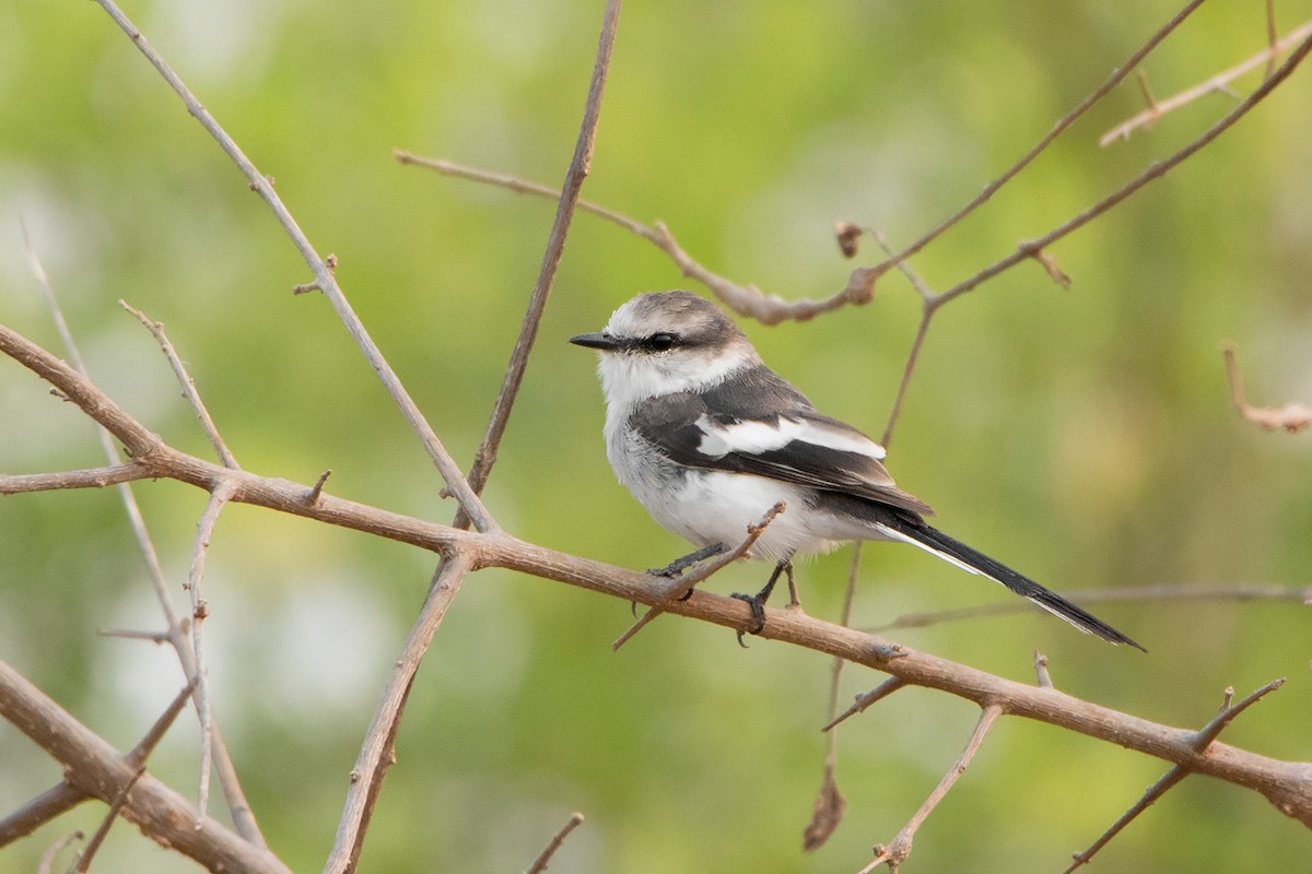 Jerdon's Minivet - ML233344911