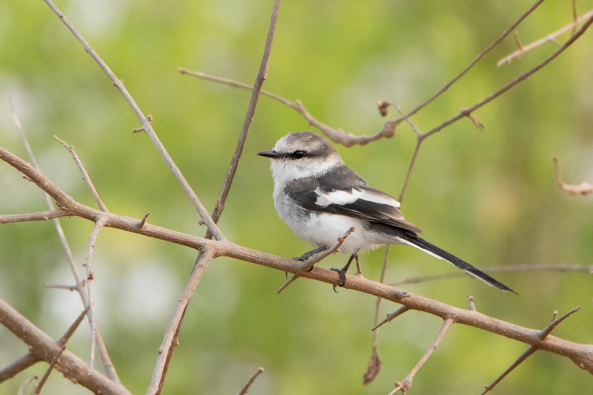 Jerdon's Minivet - Ayuwat Jearwattanakanok