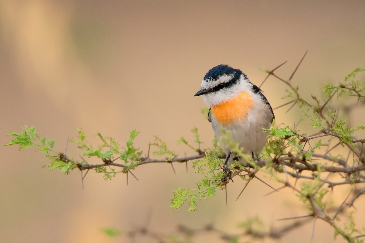 Jerdon's Minivet - Ayuwat Jearwattanakanok