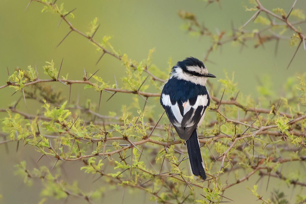 Jerdon's Minivet - ML233344941