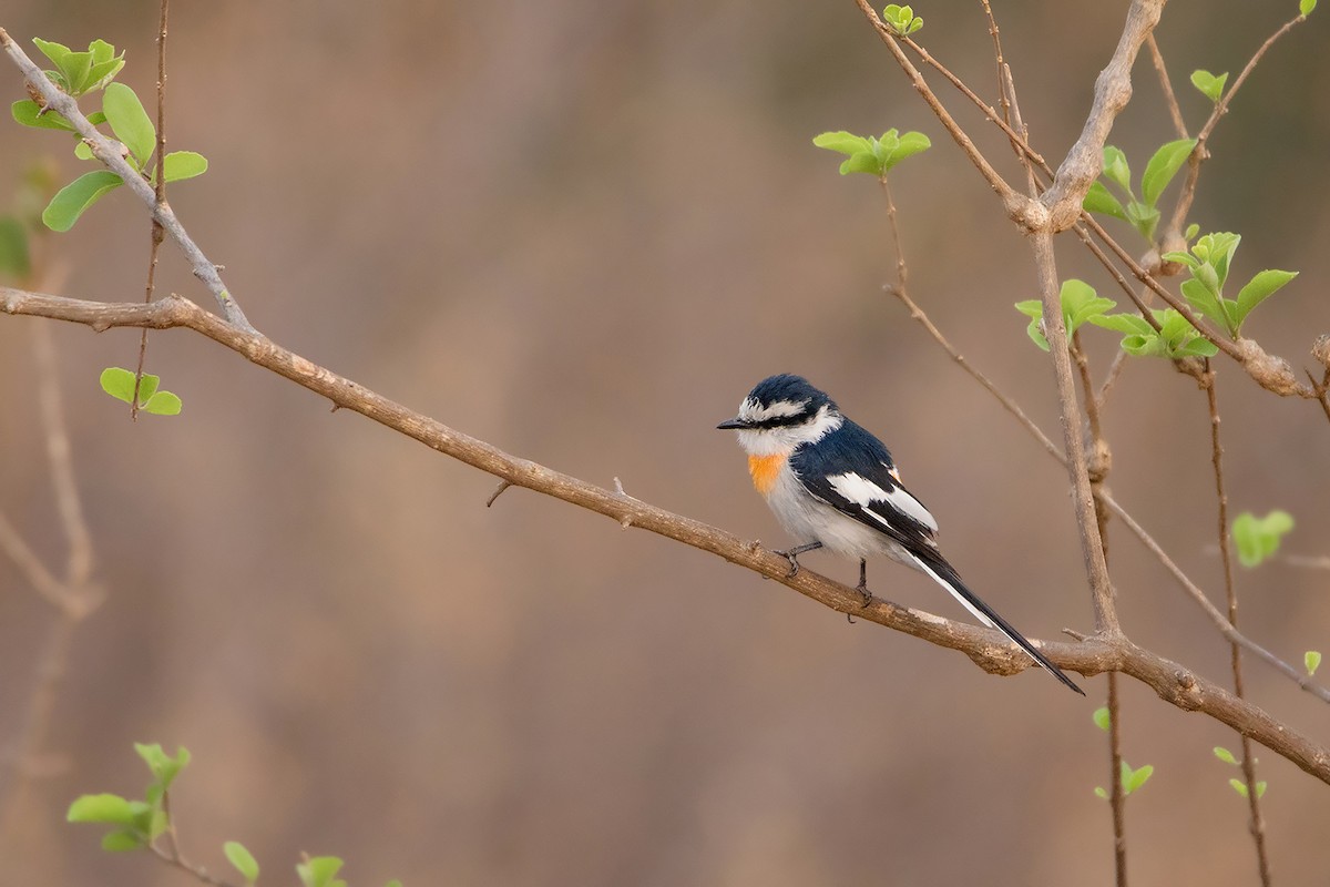 Jerdon's Minivet - ML233344951