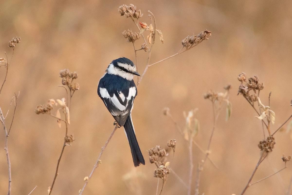 Jerdon's Minivet - ML233344961