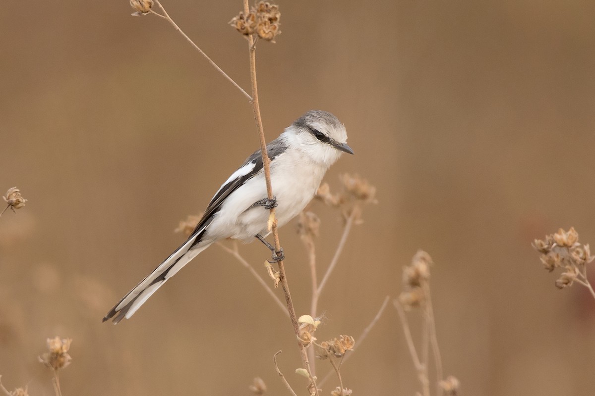 Jerdon's Minivet - ML233344991