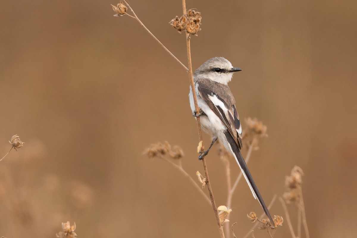 Jerdon's Minivet - Ayuwat Jearwattanakanok