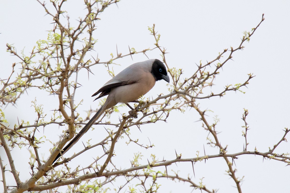 Hooded Treepie - ML233345041