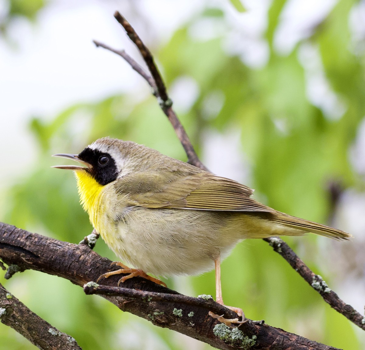 Common Yellowthroat - ML233345341