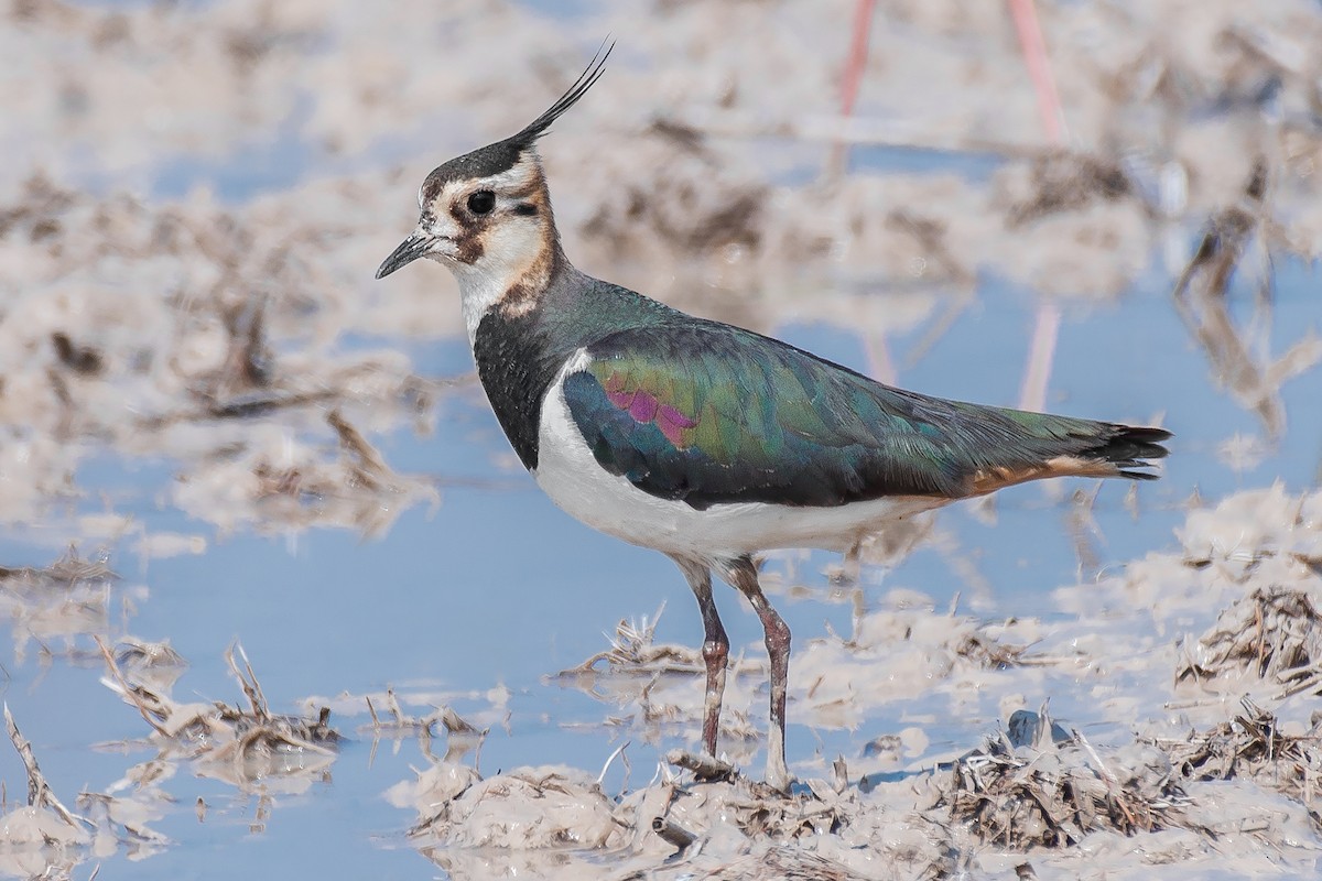 Northern Lapwing - Natthaphat Chotjuckdikul