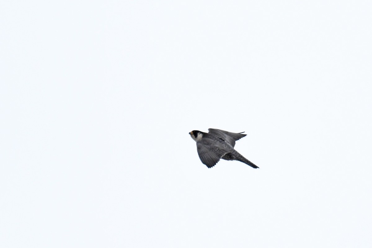 Peregrine Falcon - ML233347691