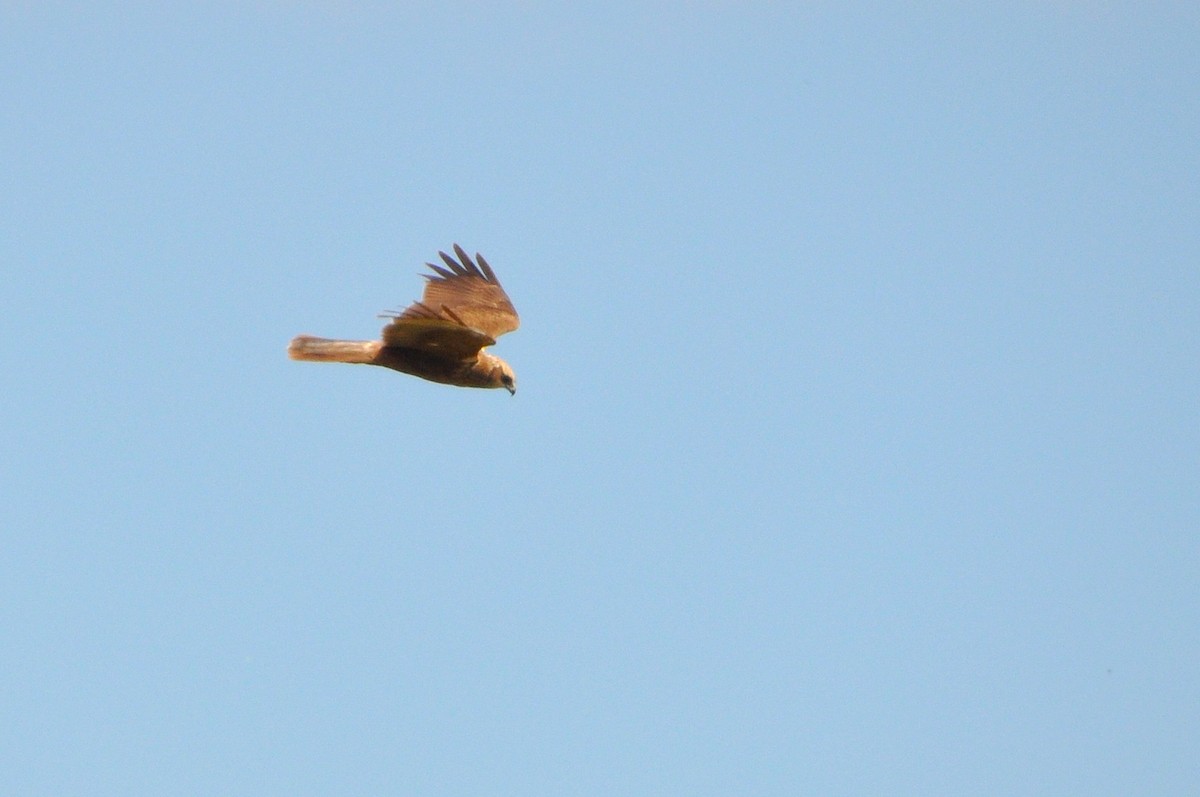 Намгийн хулд - ML233347841