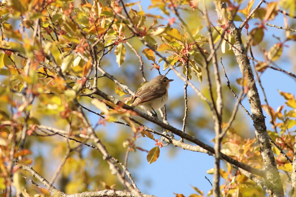 Warbling Vireo - ML233348301