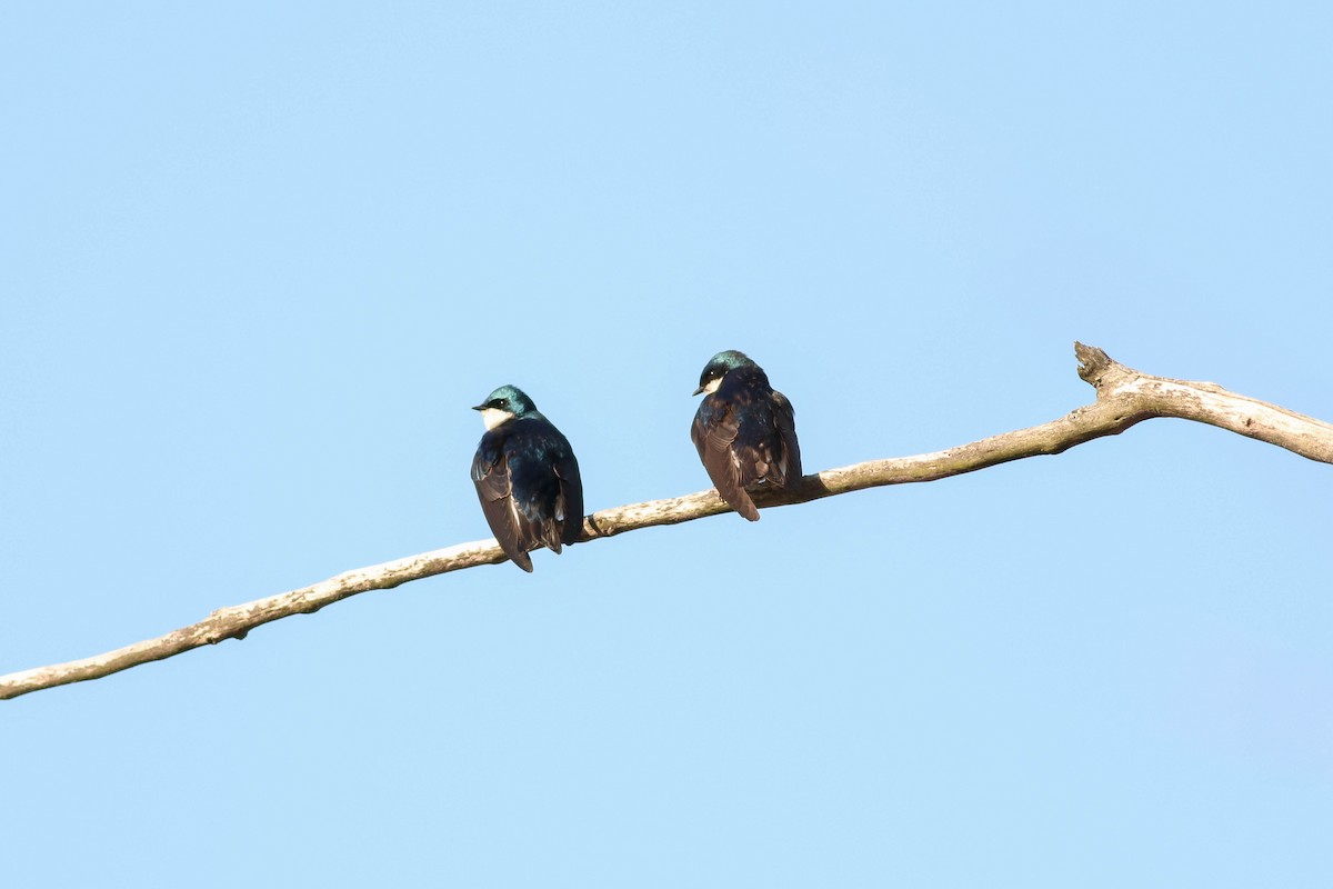 Tree Swallow - ML233348381