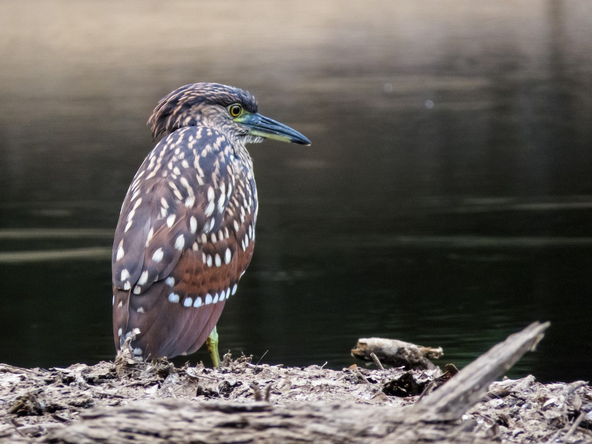 Nankeen Night Heron - ML233348411