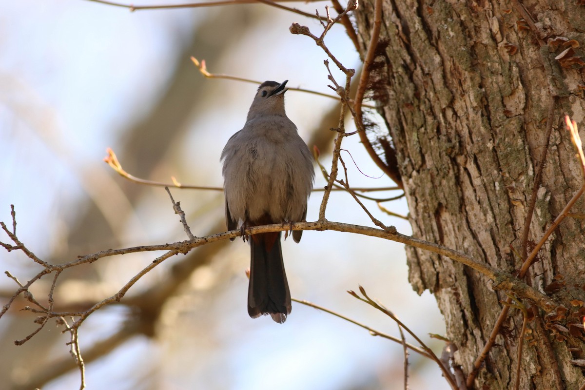 Gray Catbird - ML233348441