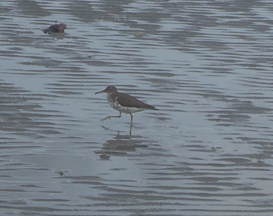 Spotted Sandpiper - ML233348531