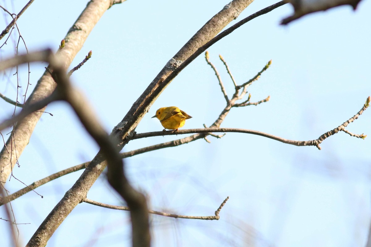 Yellow Warbler - ML233348851