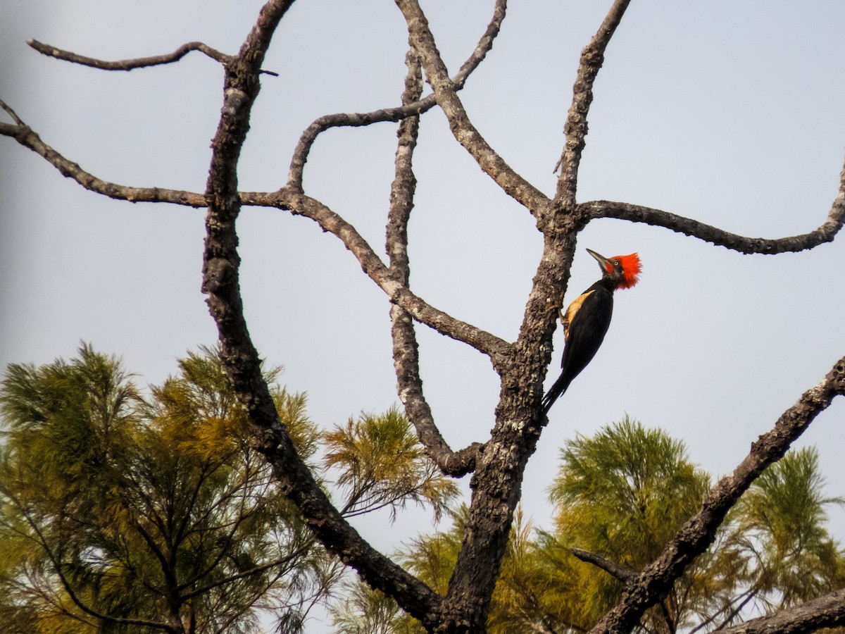 White-bellied Woodpecker - ML233348921