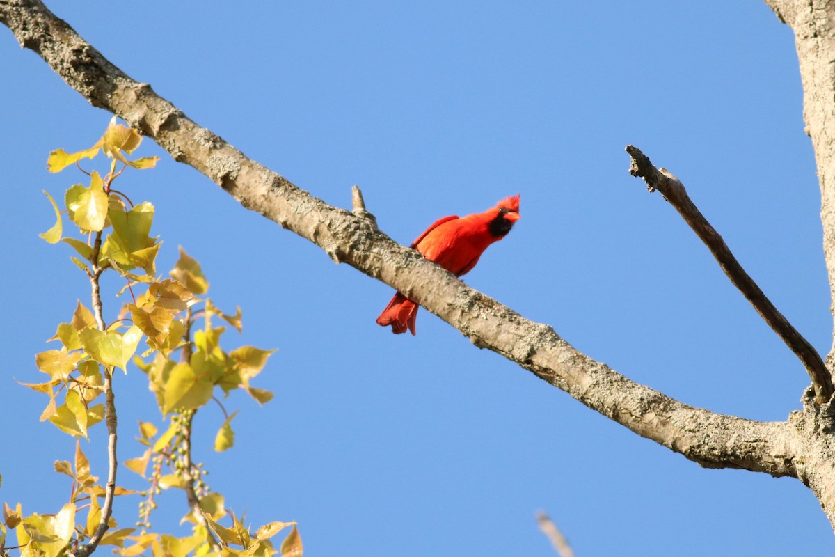 Northern Cardinal - ML233348961