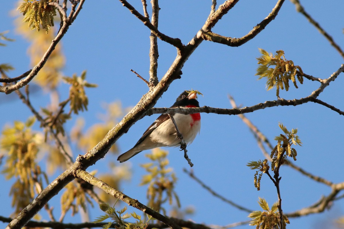 Rose-breasted Grosbeak - ML233349001