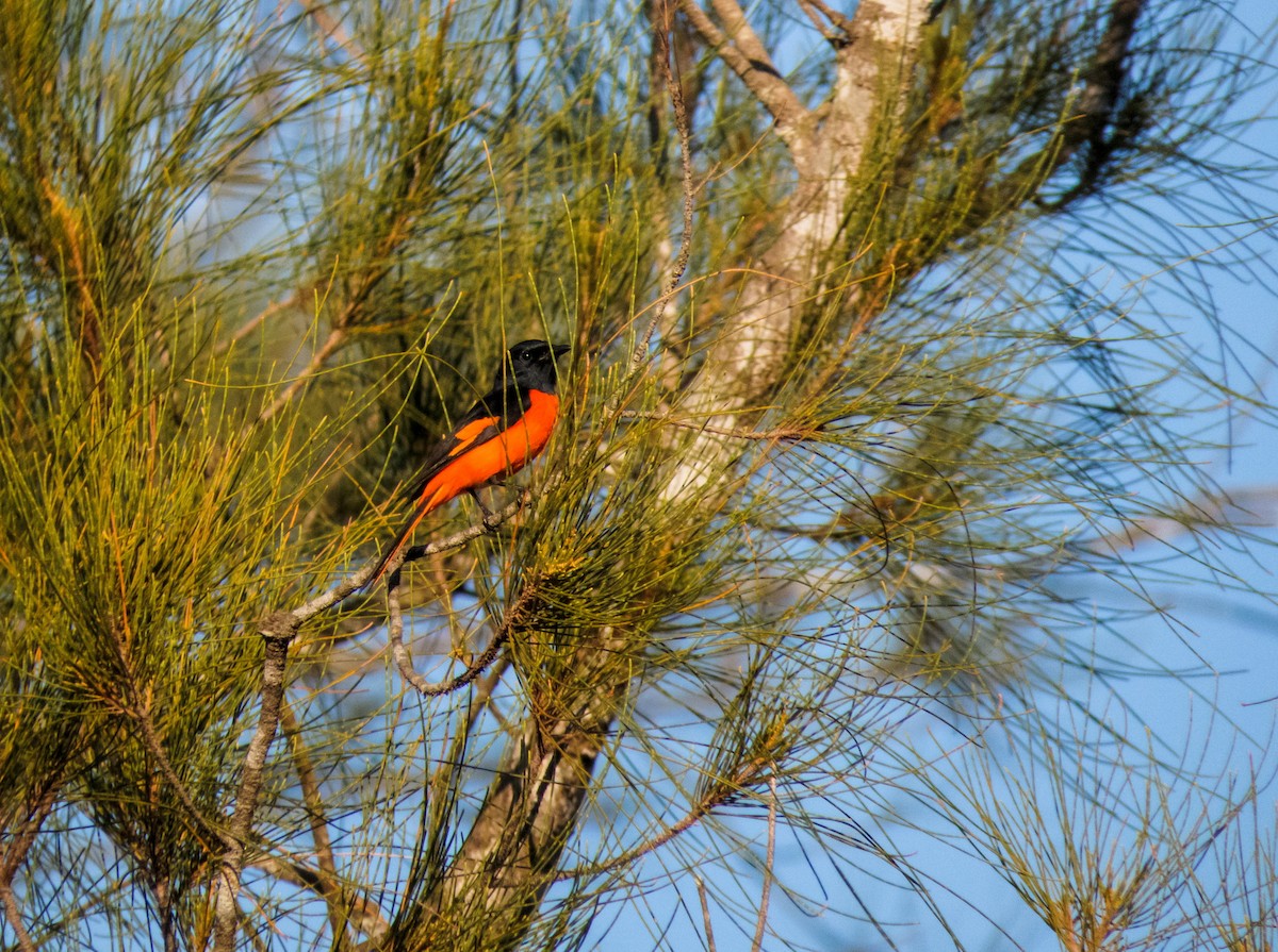 Fiery Minivet - ML233349091