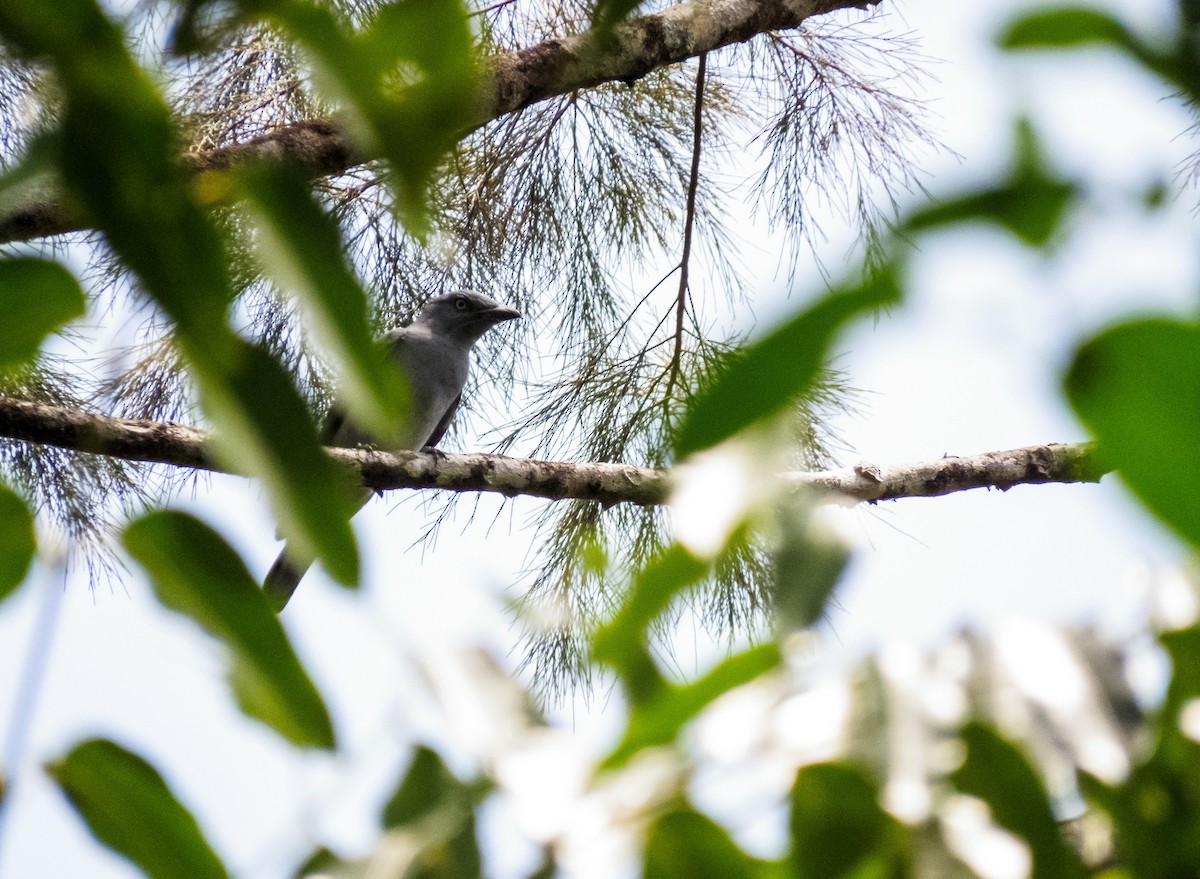 Bar-bellied Cuckooshrike - ML233349131