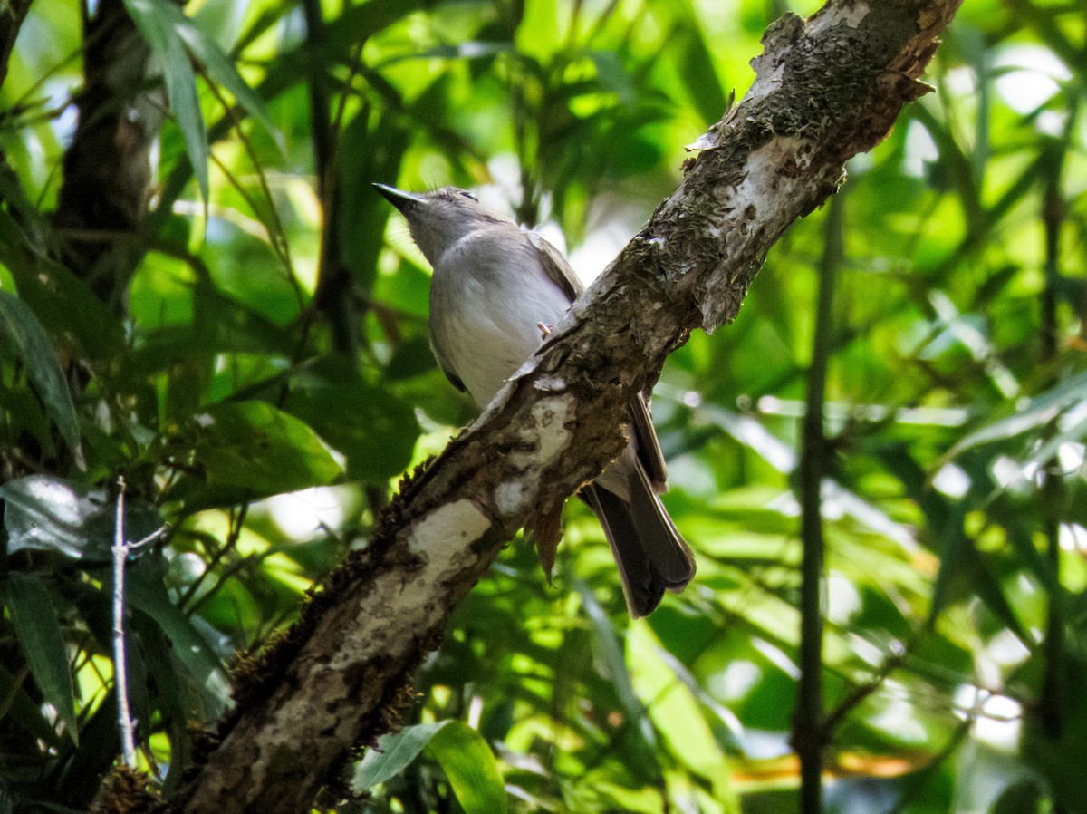 Mangrove Whistler - ML233349221