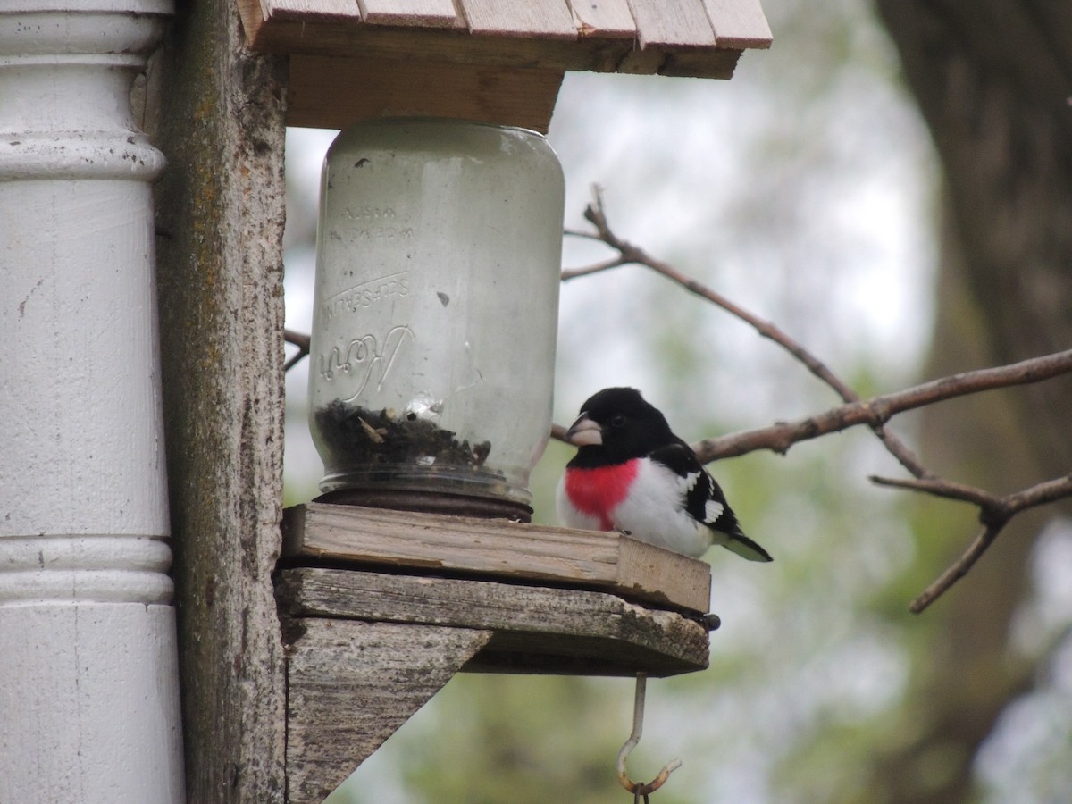 Rose-breasted Grosbeak - ML233349241