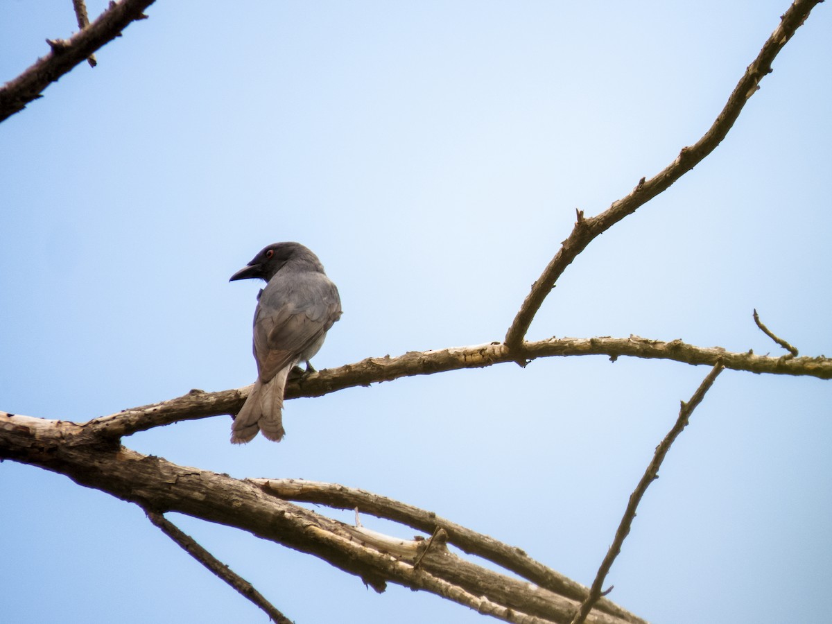 Ashy Drongo - ML233349621