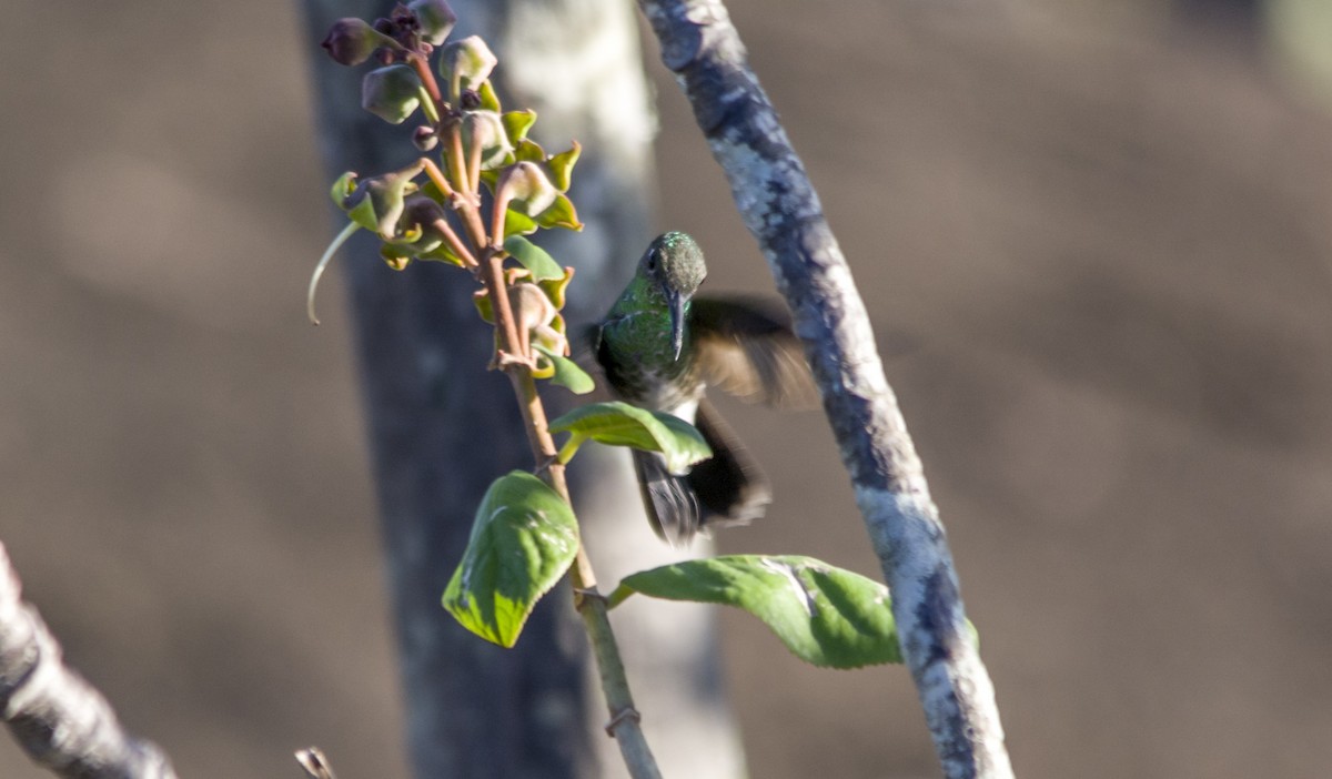 Glittering-throated Emerald - ML233349671