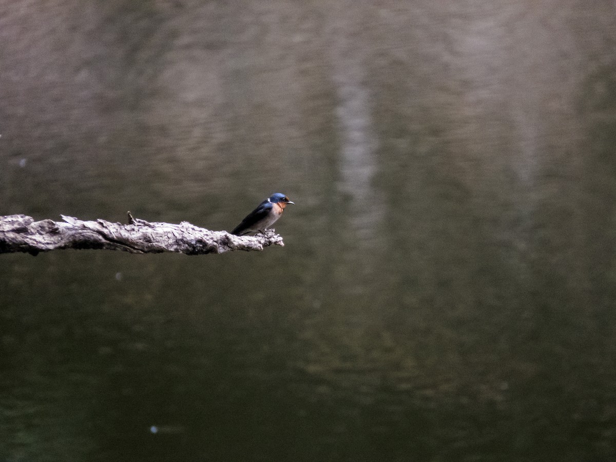 Pacific Swallow - ML233349801