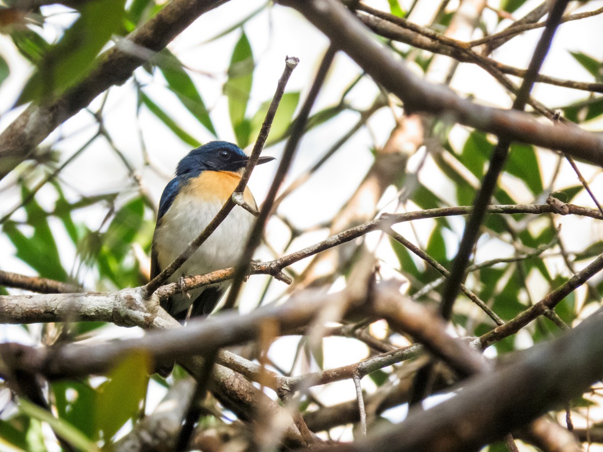 Palawan Blue Flycatcher - ML233350191
