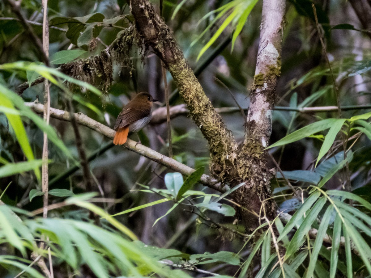 Palawan Flycatcher - ML233350601