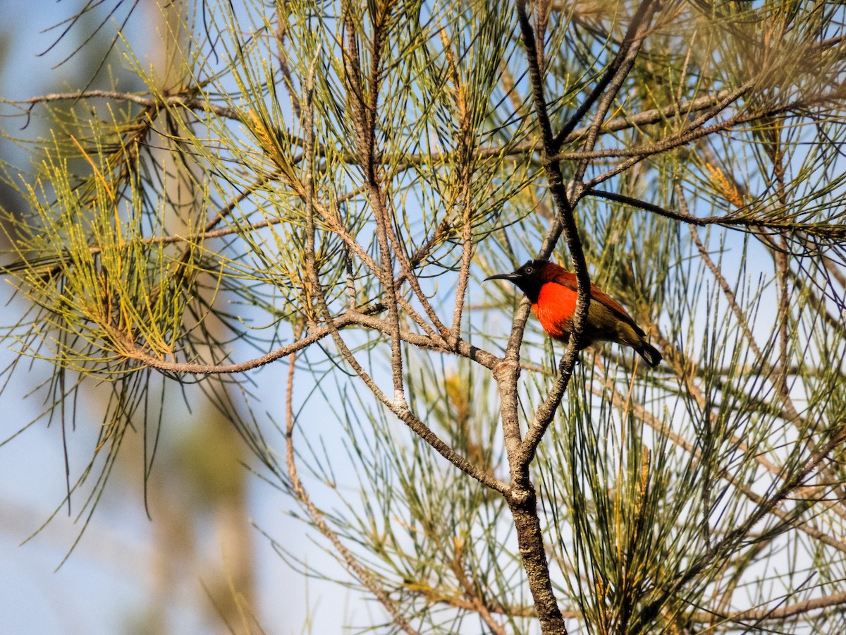 Purple-throated Sunbird - ML233350721