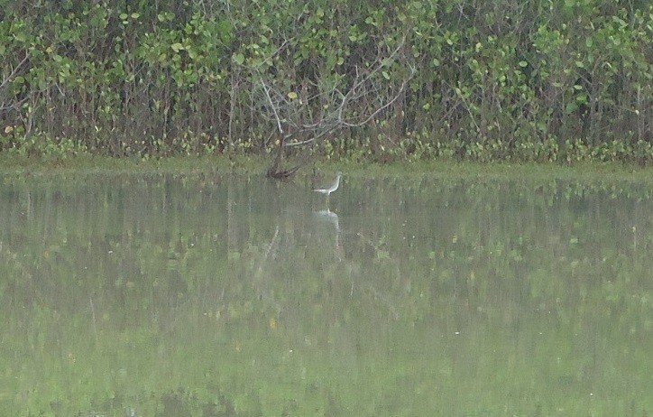 Lesser Yellowlegs - ML233351371